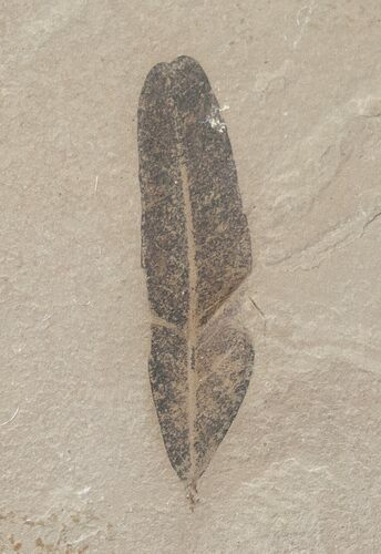 Fossil Caesalpinia Leaf - Green River Formation #16325